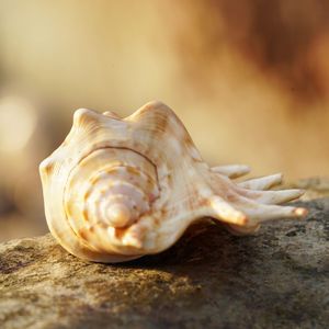 Close-up of snail on wood