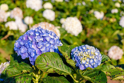 Close-up of blue hydrangea flowers