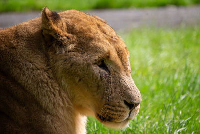 Close-up of a lion