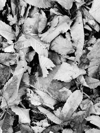 Full frame shot of autumn leaves