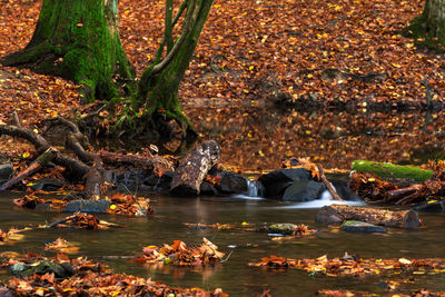 Autumn, river in the forest