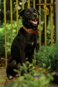 Portrait of a black dog  in outdoor