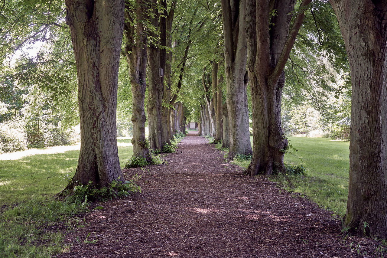 TREES GROWING IN FOREST