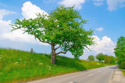 Tree by road against sky