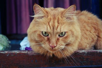 Close-up portrait of ginger cat