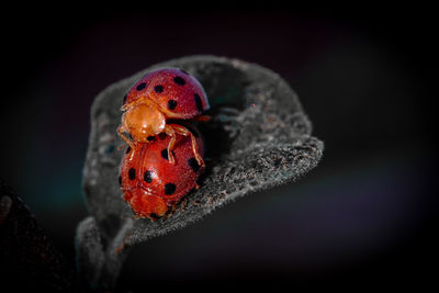 Close-up of ladybug on black background
