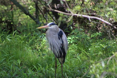 Gray heron perching on grass