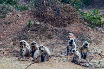 Group of sheep sitting on ground