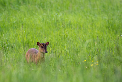 Portrait of deer on grassy field