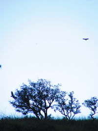 Low angle view of birds flying in sky