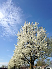 Low angle view of flowering tree against blue sky