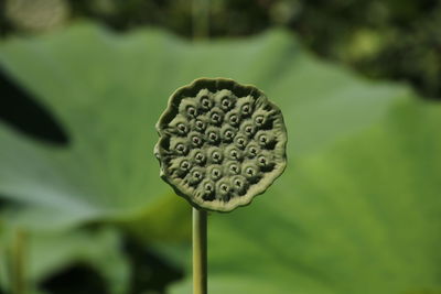 Close-up of water lily in garden