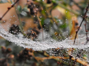 Close-up of water drops on spider web