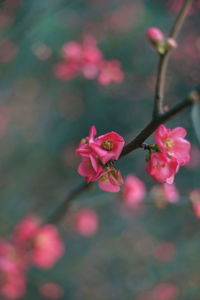 Close-up of pink cherry blossom