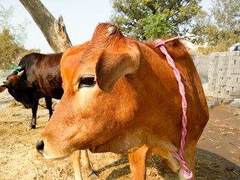 Close-up of cow standing on field against sky