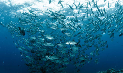 A school of bigeye trevally