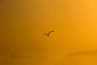 Silhouette bird flying against orange sky