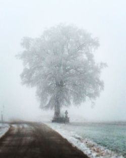 Trees on snow covered landscape against sky