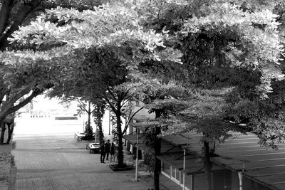 Trees in a row