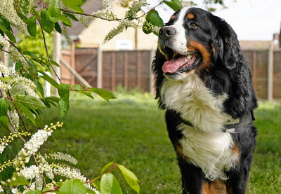 Happy bernese mountain dog in the dog friendly park