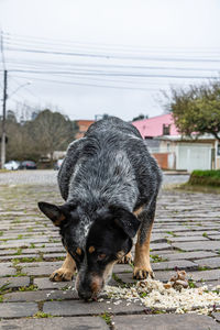 Portrait of dog