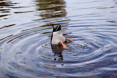 High angle view of duck swimming in lake