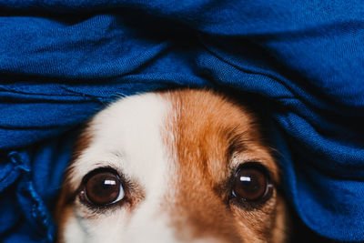 Close-up portrait of dog resting