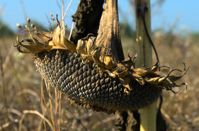 Close-up of insect on plant