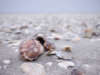 Close-up of seashell on beach