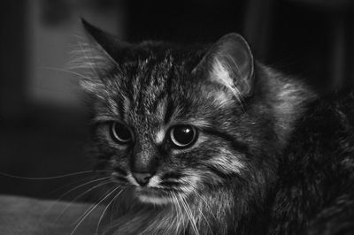 Close-up portrait of cat at home
