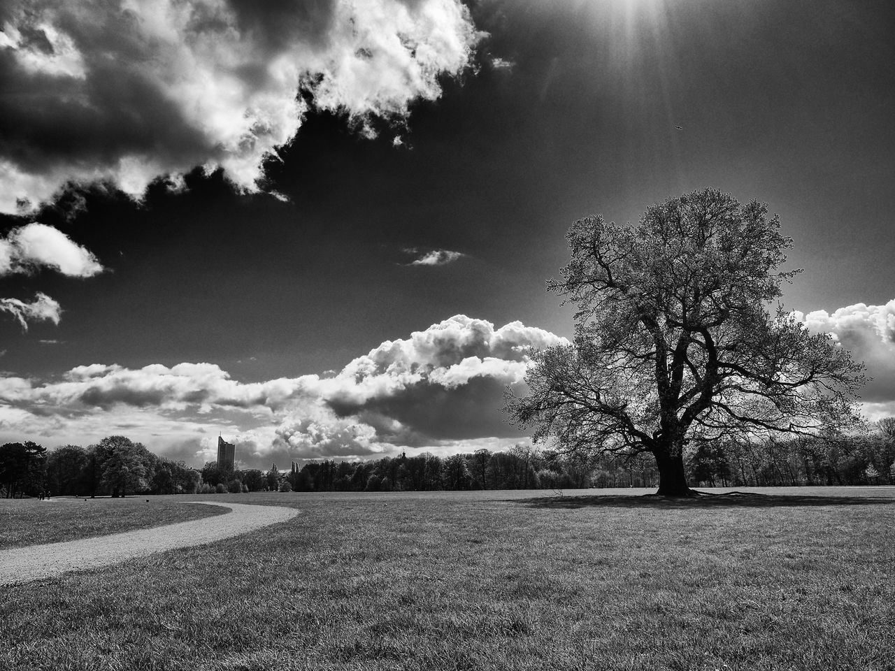 tree, tranquility, field, landscape, tranquil scene, nature, beauty in nature, sky, scenics, day, outdoors, bare tree, no people, grass, growth, agriculture, rural scene, lone