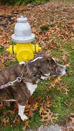 High angle view of dog on field