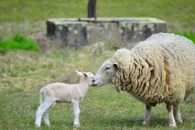 Sheep on field