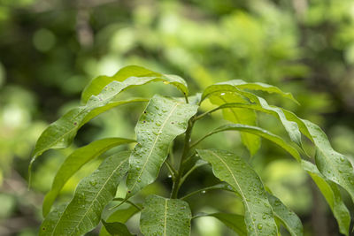 Close-up of wet plant