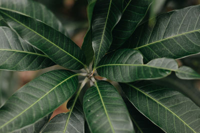 Full frame shot of leaves