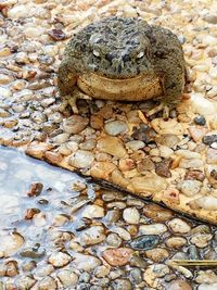 Close-up of lizard on pebbles