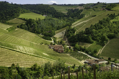 High angle view of vineyard