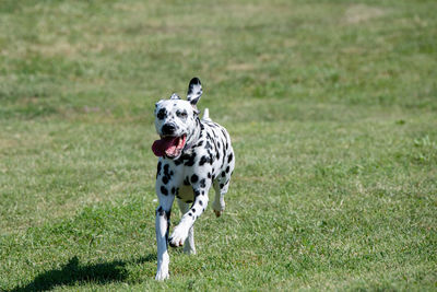 View of a dog on field