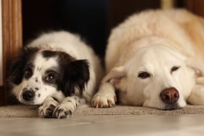 Close-up of puppy