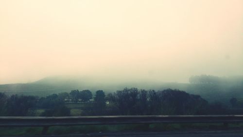 Trees in foggy weather