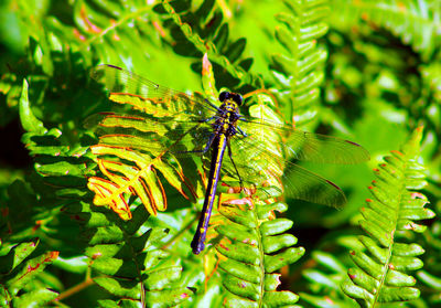 Close-up of insect on flower