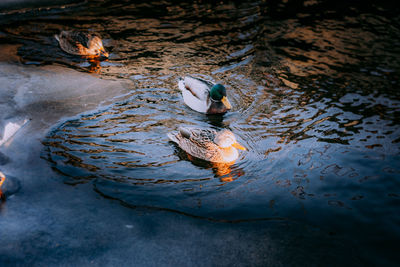 High angle view of ducks in lake