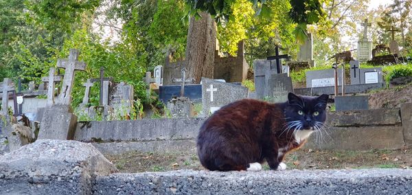 Cat looking at cemetery