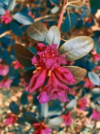 Close-up of pink flowering plant leaves