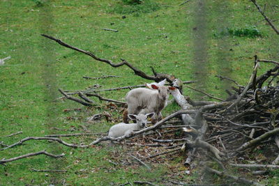 Sheep on branch in forest