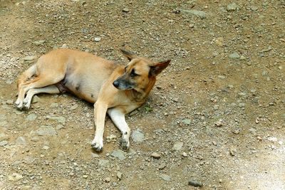 High angle view of dog sleeping