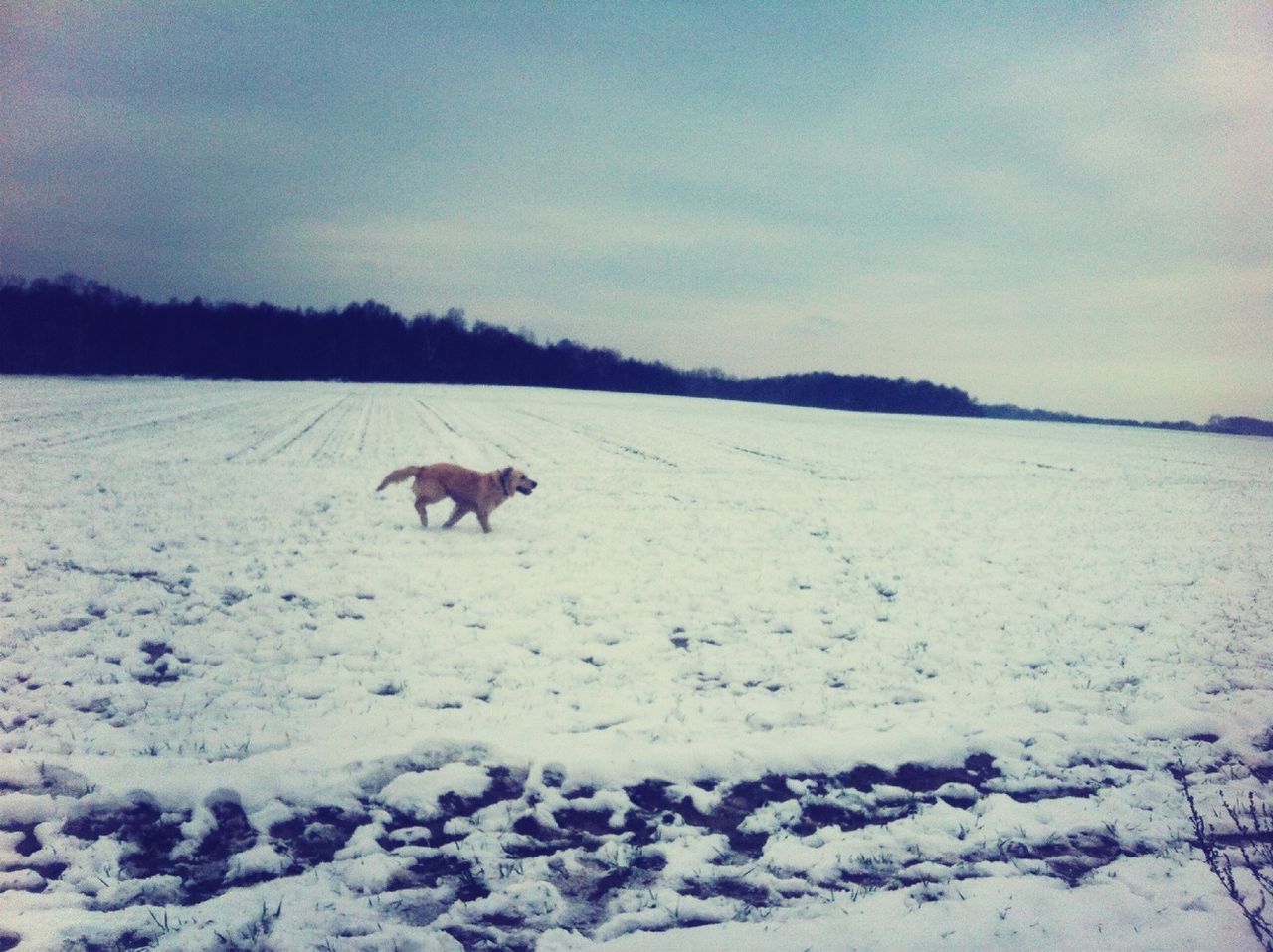 snow, animal themes, winter, cold temperature, season, domestic animals, one animal, weather, mammal, sky, nature, landscape, field, covering, white color, animals in the wild, dog, beauty in nature, tranquil scene, tranquility