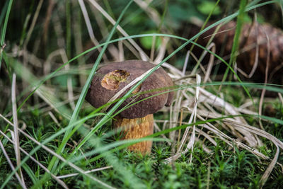 Mushroom growing on the ground