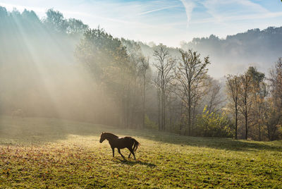 Horse standing on grassy field against sky