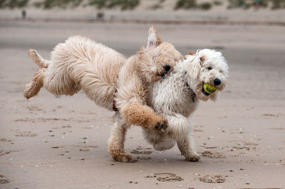 Labradoodles playing with ball at beach